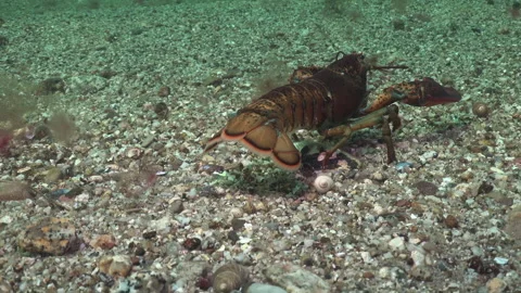 American Lobster Stock Footage 283050000