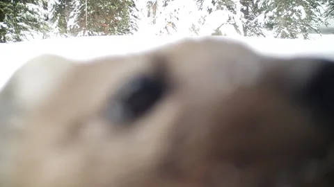 American marten sniffs trail camera 스톡 동영상 252246043