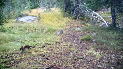 American marten with squirrel 스톡 동영상 252245387