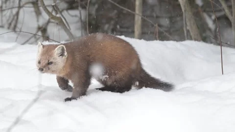 American marten in the wild Видео 310907416
