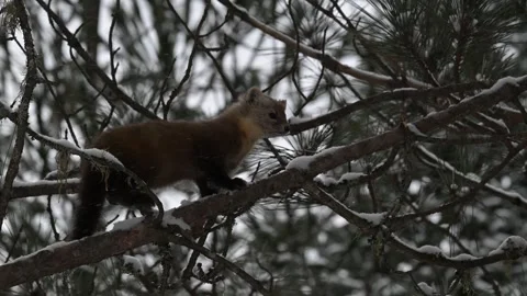 American marten in the wild Stockbeeldmateriaal 310907443