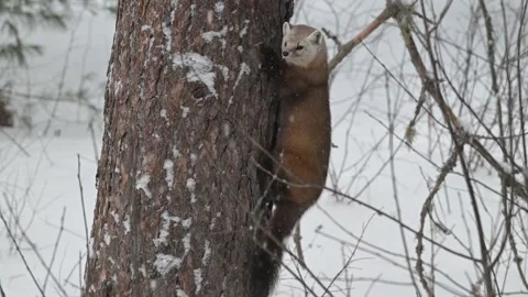 American marten in the wild Stock Footage 310907451