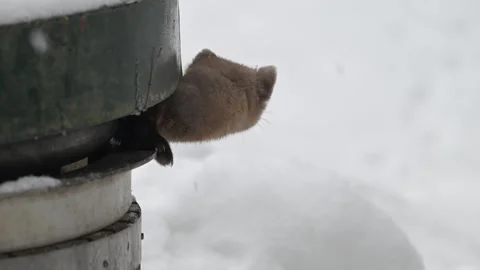 American marten in the wild Stock Footage 310907499