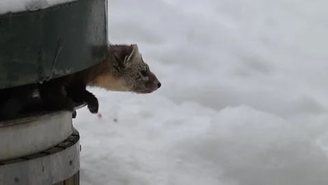 American marten in the wild Stock Footage 310907530