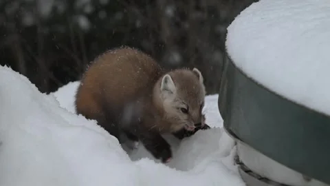 American marten in the wild Stock Footage 310907536