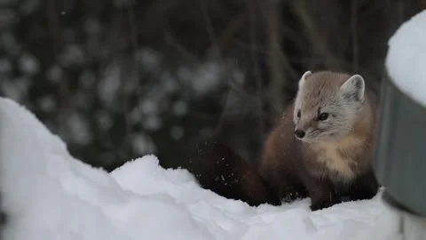 American marten in the wild Stock Footage 310907582