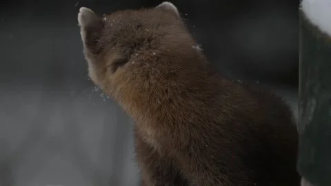American marten in the wild Stock Footage 310907585