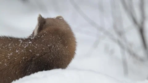 American marten in the wild Stock Footage 310907589