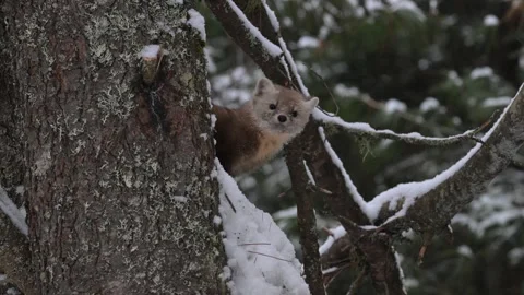 American marten in the wild Stock Footage 310907640