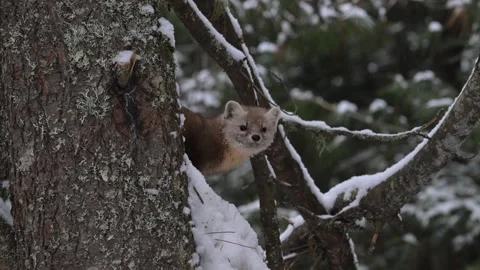 American marten in the wild Stock Footage 310907652