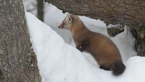 American marten in the wild Stock Footage 310907655