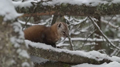 American marten in the wild Stock Footage 310907665