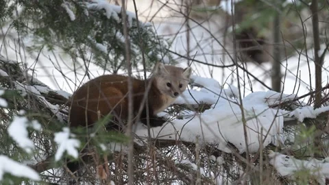 American marten in the wild Stock Footage 310907690