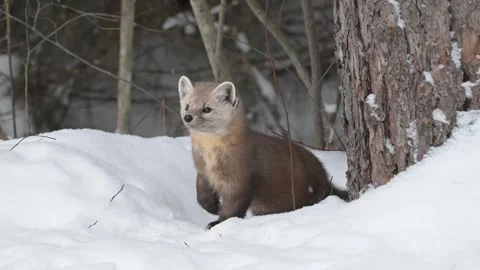 American marten in the wild Stock Footage 310907742