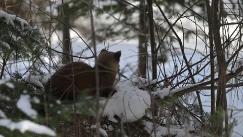 American marten in the wild Vídeo Stock 310907744