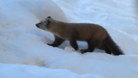 American marten in the wild Видео 310907747