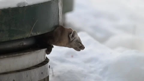 American marten in the wild 動画素材 310907764
