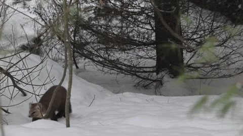 American marten in the wild Stock Footage 310907810