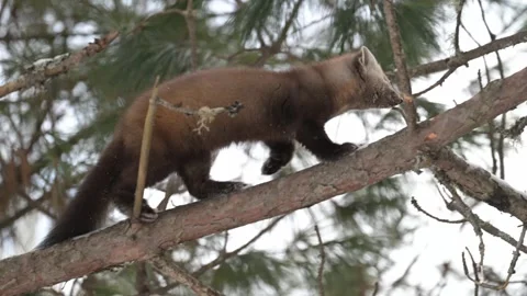 American marten in the wild Stock Footage 310907844