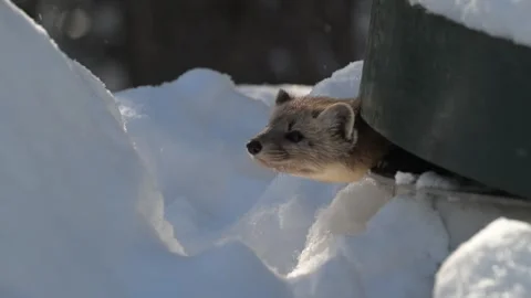American marten in the wild Video stock 310907846