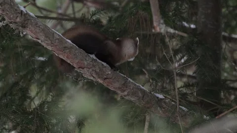 American marten in the wild 動画素材 310907889