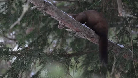 American marten in the wild Stock Footage 310907908