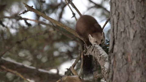 American marten in the wild Stock Footage 310907917
