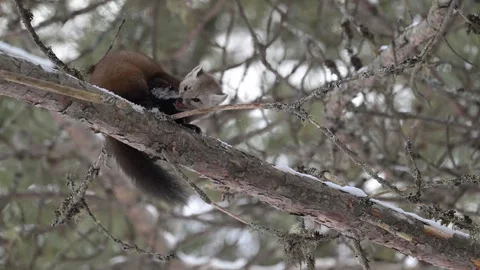 American marten in the wild Stock Footage 310907940