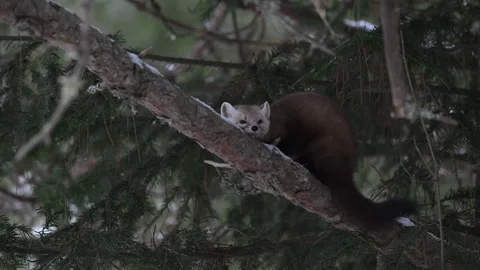 American marten in the wild Stock Footage 310907943