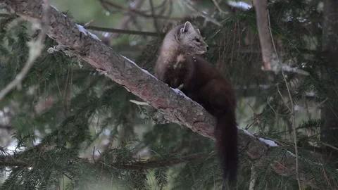 American marten in the wild Stock Footage 310907959