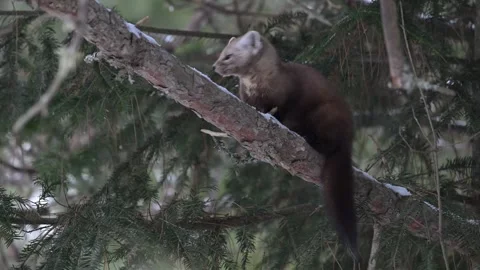 American marten in the wild 動画素材 310907974