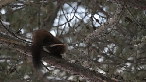 American marten in the wild Видео 310907983