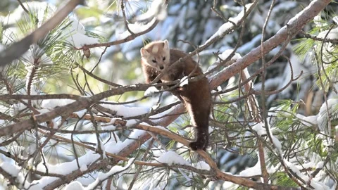 American marten in the wild Stock Footage 310907985