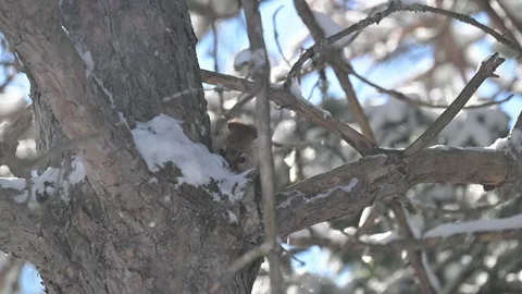 American marten in the wild Stock Footage 310907987