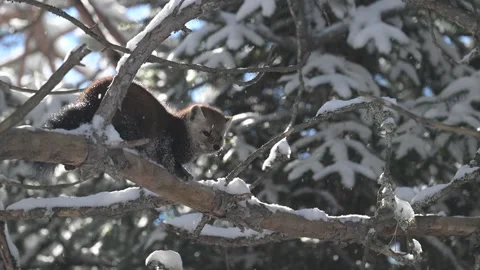 American marten in the wild Видео 310908014