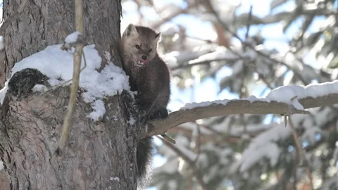 American marten in the wild Stock Footage 310908029