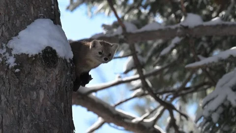 American marten in the wild Stock Footage 310908113