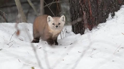 American marten in the wild Stock Footage 310908209
