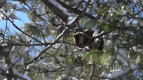 American marten in the wild Stock Footage 310908227