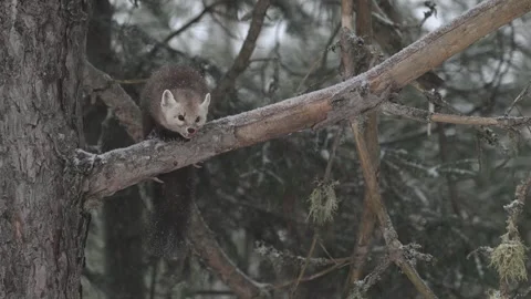 American marten in the wild Stock Footage 310908308