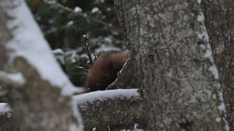 American marten in the wild Stock Footage 310908330
