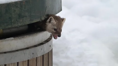 American marten in the wild Stock Footage 310908366