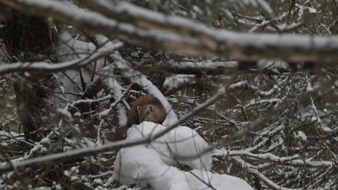 American marten in the wild 動画素材 310908374