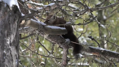 American marten in the wild Stock Footage 310908511