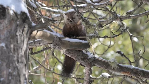 American marten in the wild Stock Footage 310908528