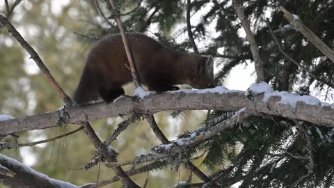 American marten in the wild Stock Footage 310908534