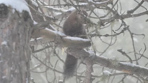 American marten in the wild Stock Footage 310908540