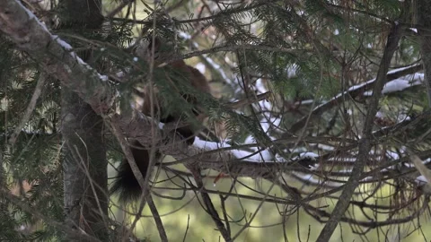 American marten in the wild Vídeo Stock 310908553