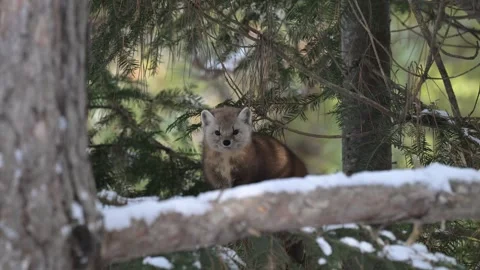 American marten in the wild Видео 310908563