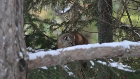 American marten in the wild Stock Footage 310908600
